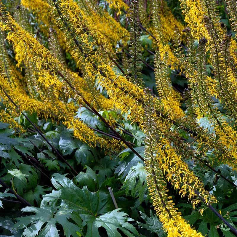 Ligularia przewalskii