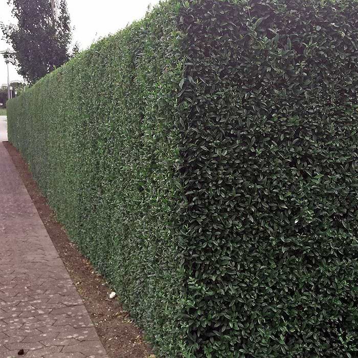 ligustrum privet Ligustrum Coriaceum ~ Curly Leaf Japanese Privet
