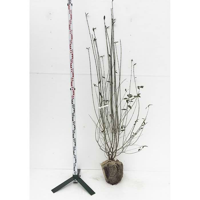 Liguster (Ligustrum vulgaris 'Liga') Frdighk 150-170 cm XL