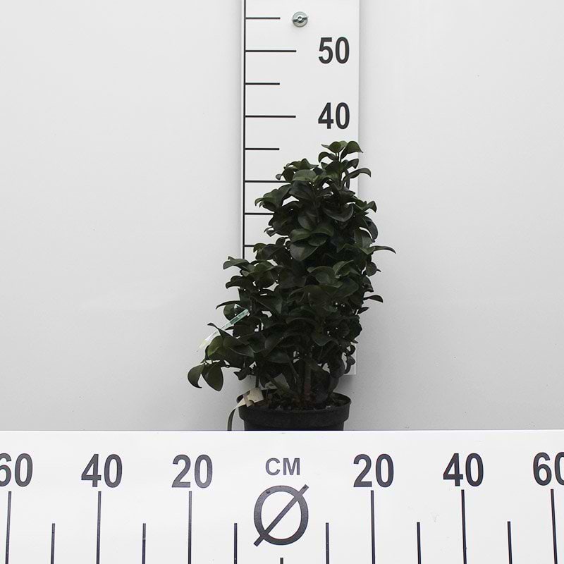 Liguster rotundifolium 