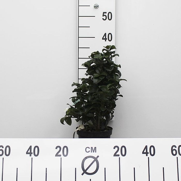 photinia red robin hedge 175-200cm (approx 6-7ft+) Photinia Red Robin Hedging main image 1