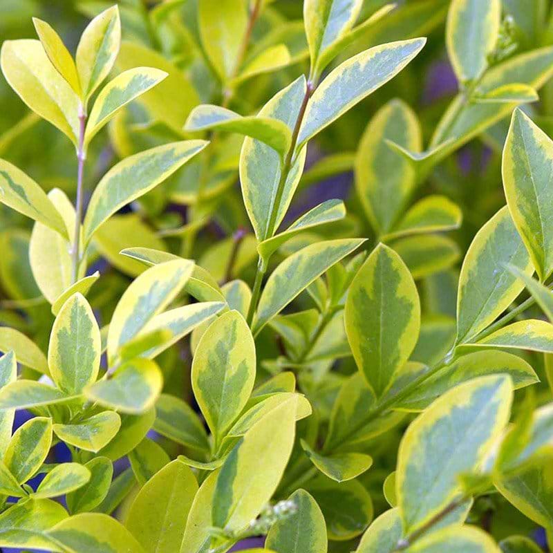 Ligustrum ovalifolium Aureum blad