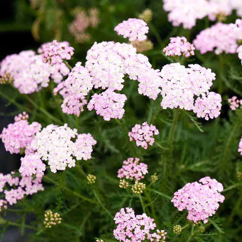 Røllike Lilac Beauty