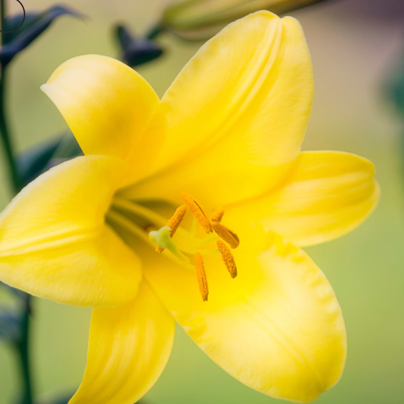 Lilje (Lilium 'Butter Pixie')