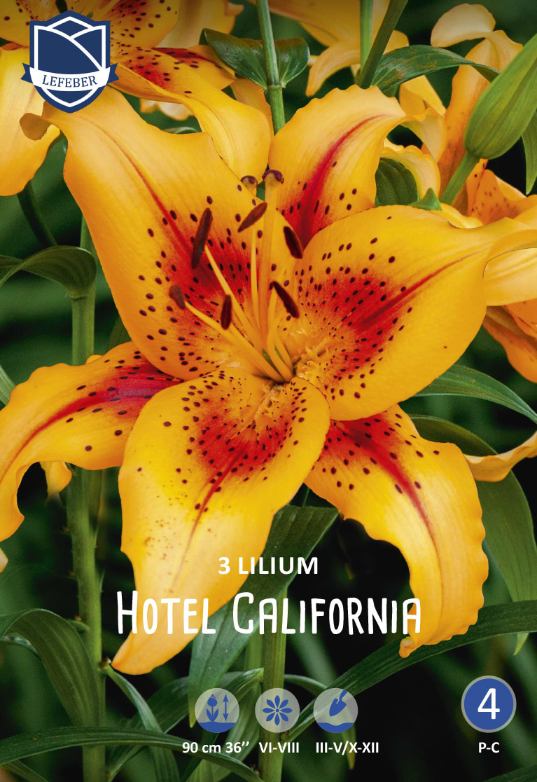 Hotel California Liljeløg