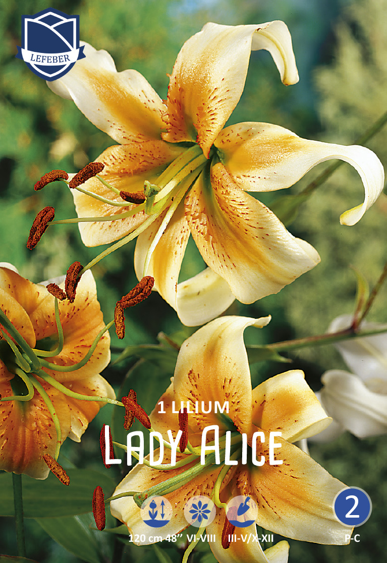 Lady alice liljehybrid