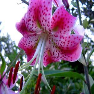 Pragtlilje pink
