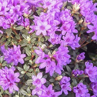 lilla blomster