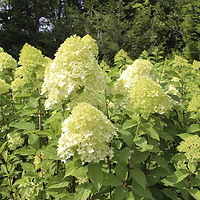 Hortensia limelight