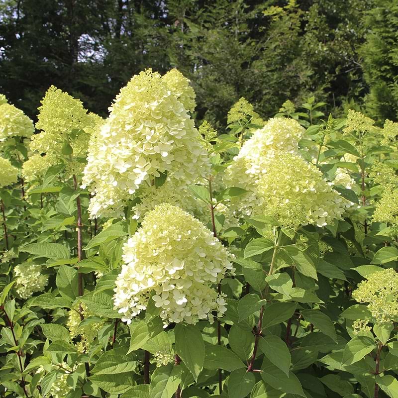 Gul hortensia