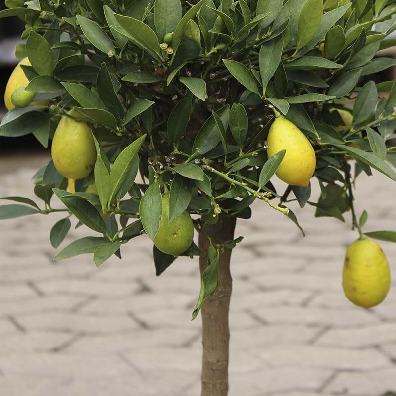 Limequat 