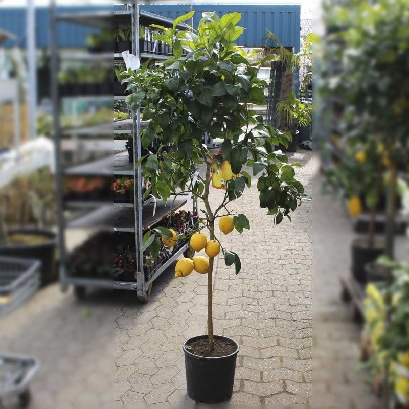 Citrontræ