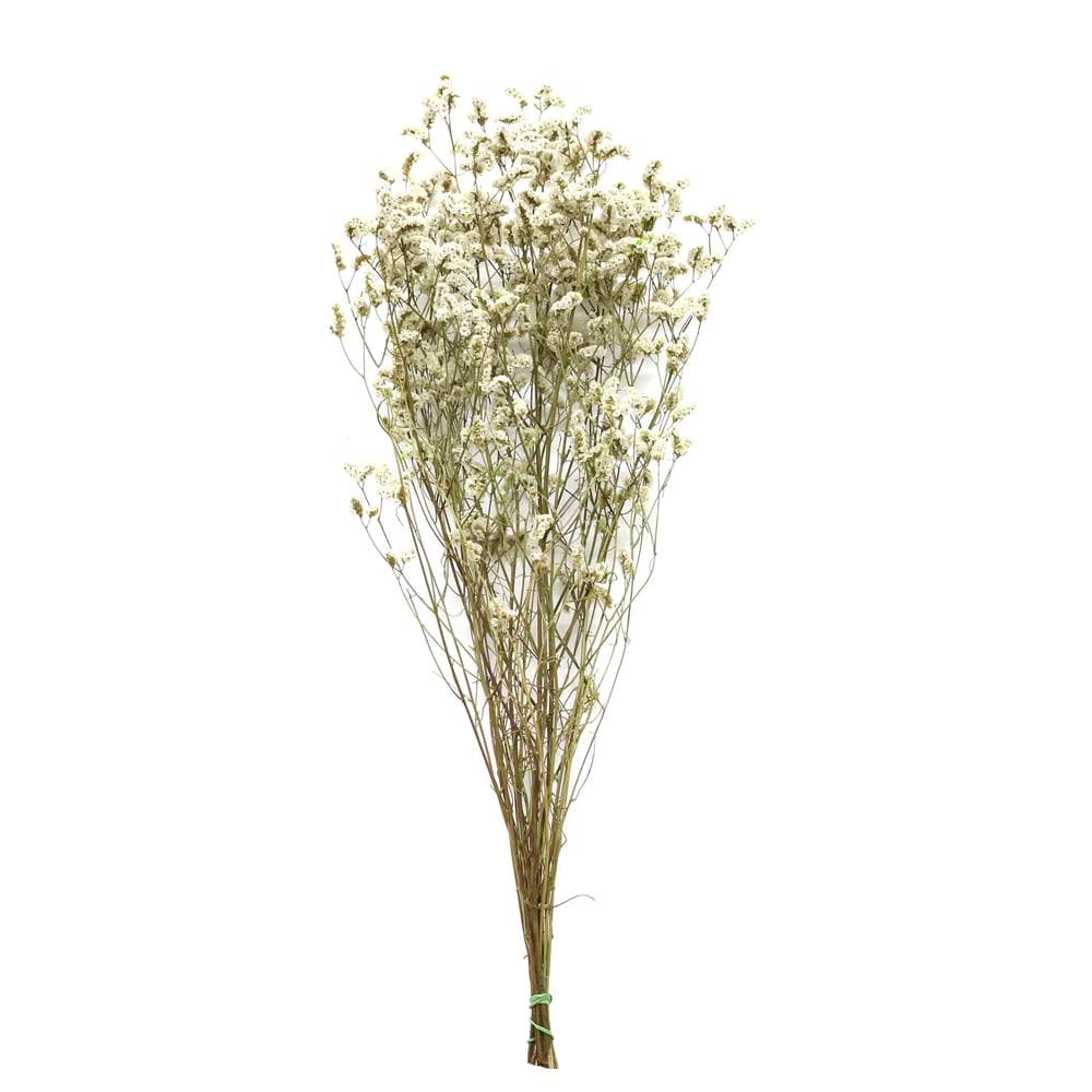 limonium creme hvide blomster