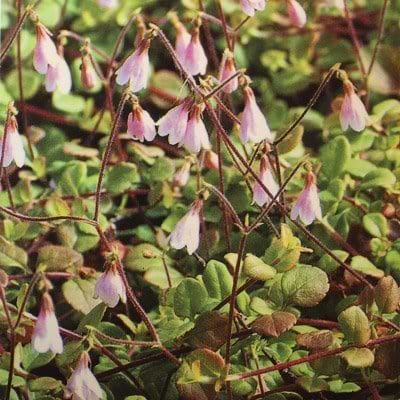 Linnæa Linnaea Borealis