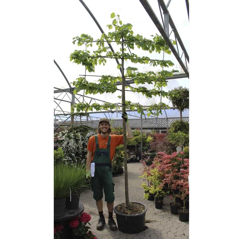 Lind (Tilia cordata 'Greenspire') Opstammet Espaliertræ 180 cm ...