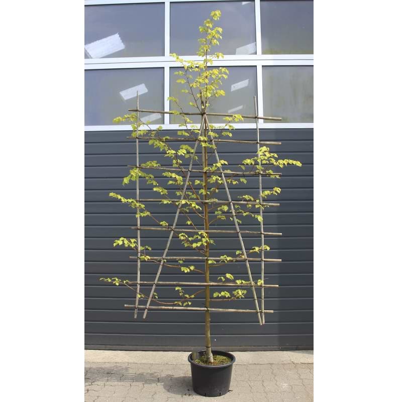 'Greenspire'