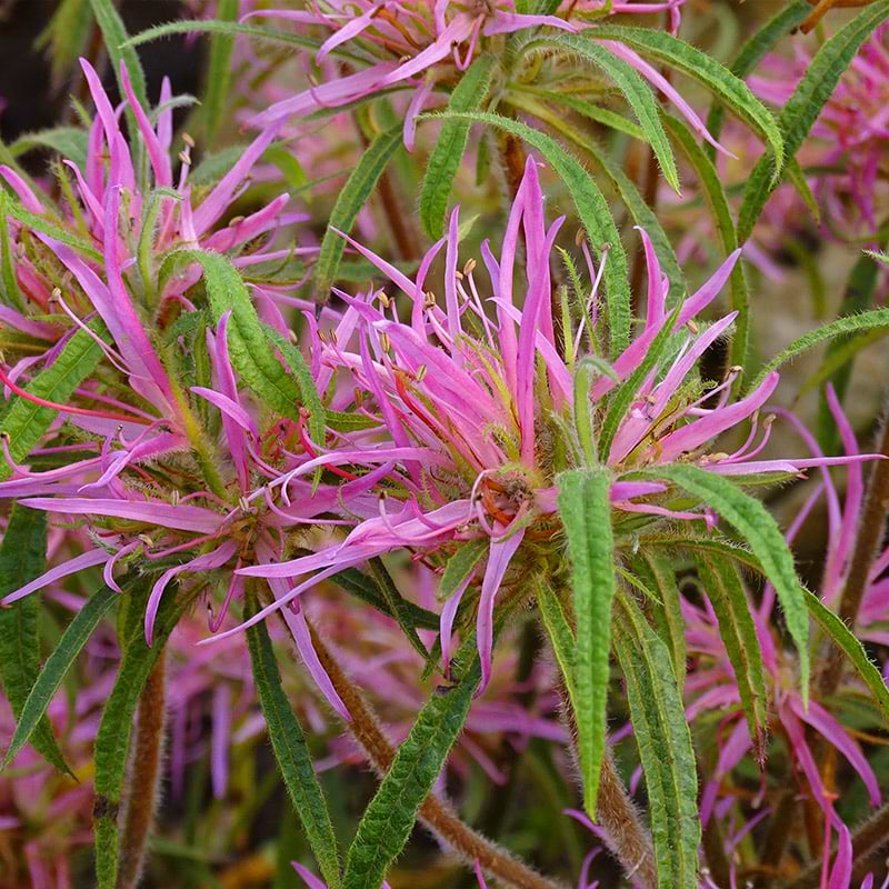Rhododendron macro. 'Linearifolium'