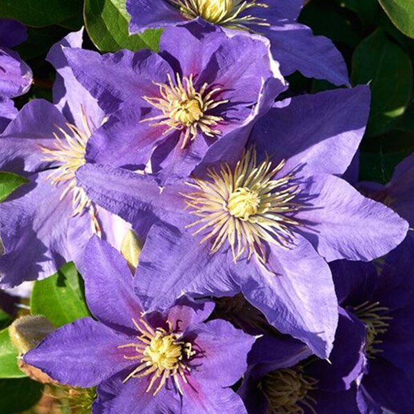 klematis
