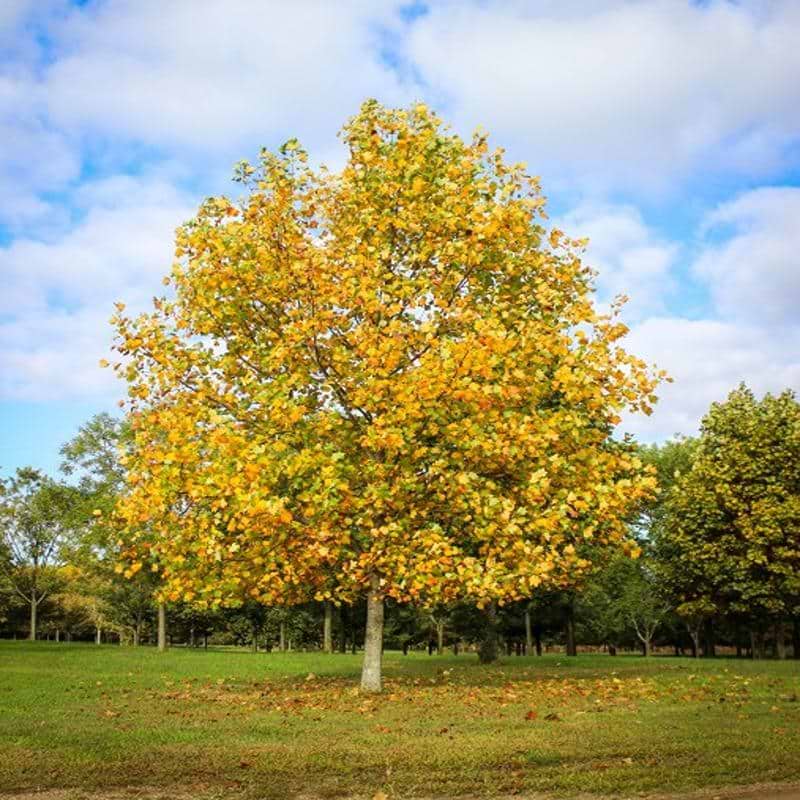 TULIPANTRÆ (LIRIODENDRON TULIPIFERA) - træ