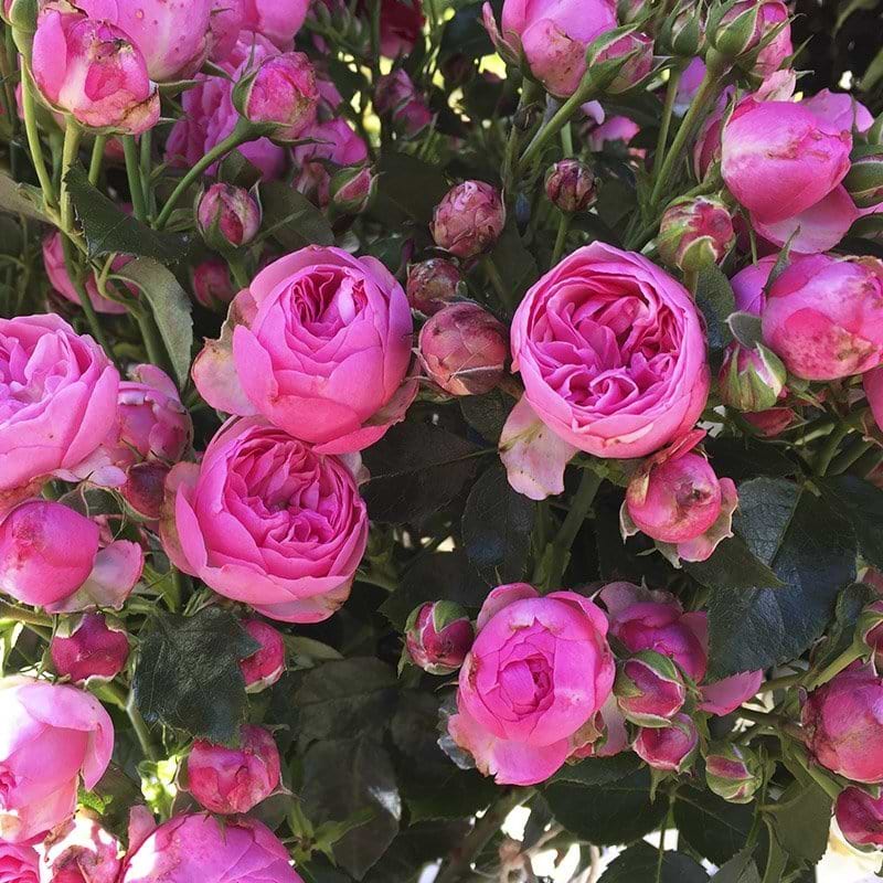 lyserød rose Lise Nørgaard