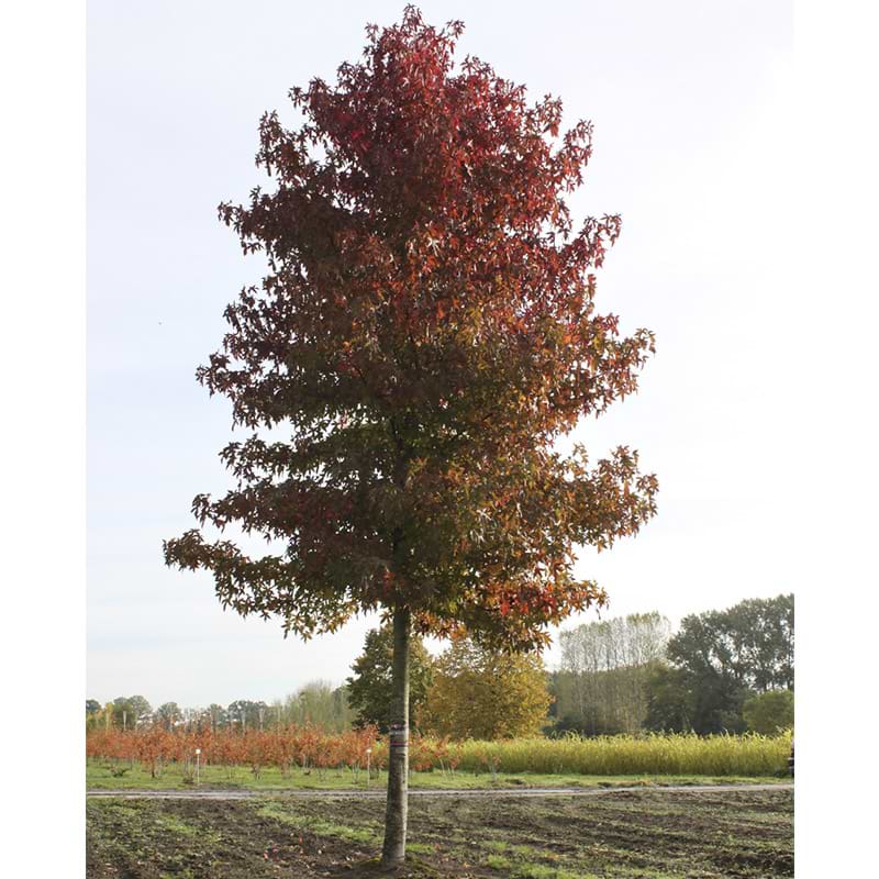 Virginsk Ambratræ blad
