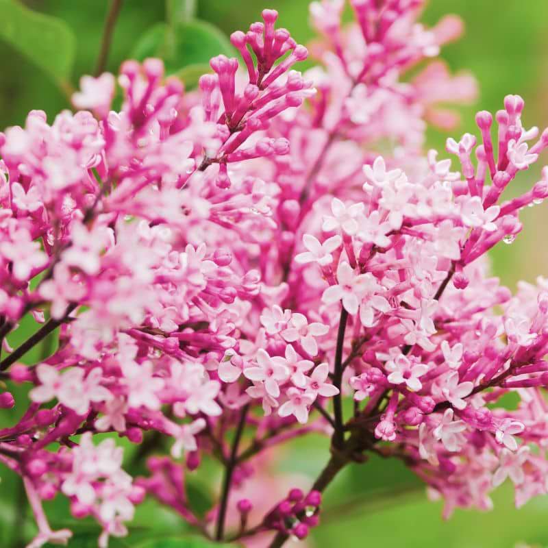 Dværgsyren (Syringa meyeri 'Little Rosie') 40-60 cm