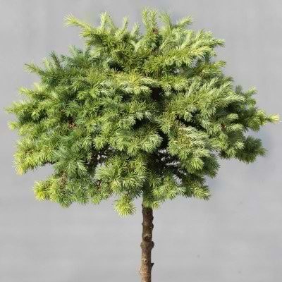Larix deciduai 'Little Bogle'