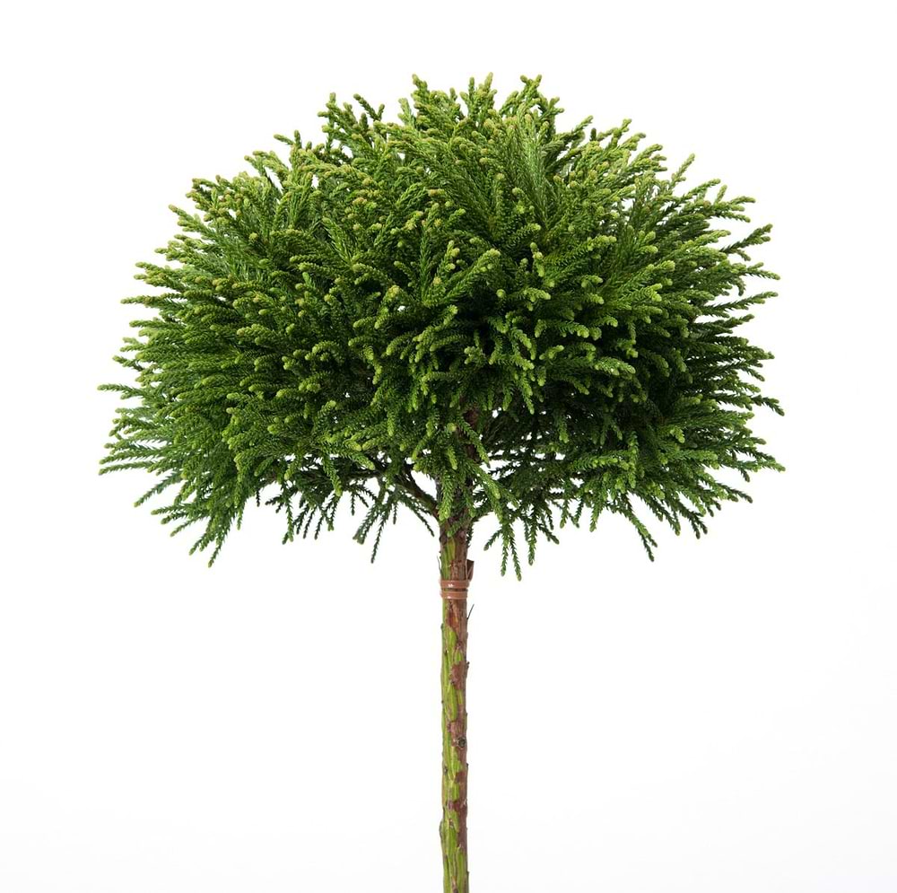 Kryptomeria (Cryptomeria japonica 'Little Diamond') - Flere varianter