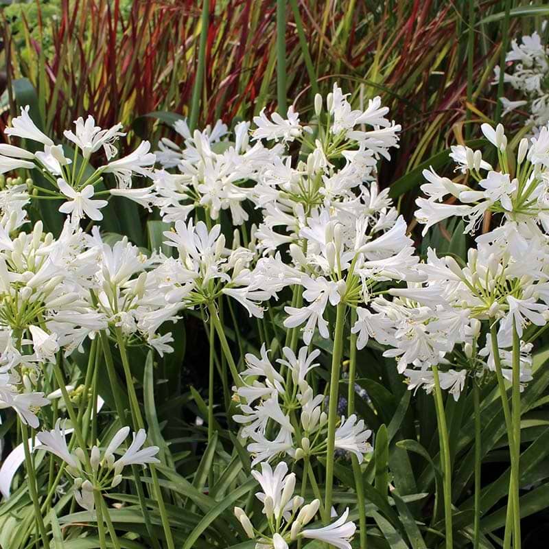 agapanthus