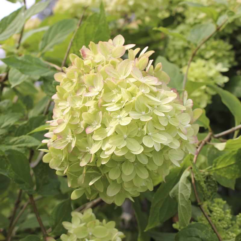 Gul hortensia little lime