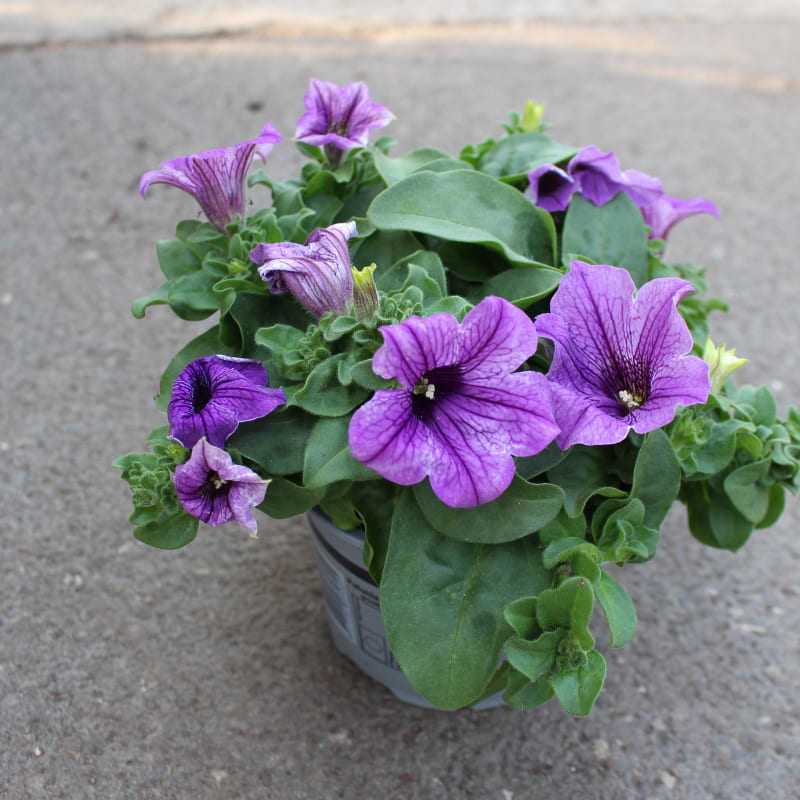 petunia hænge