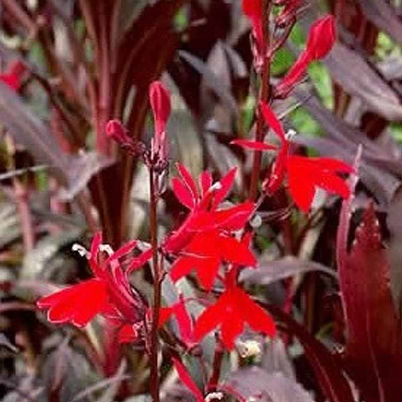 Lobelia fulgens Queen Victoria