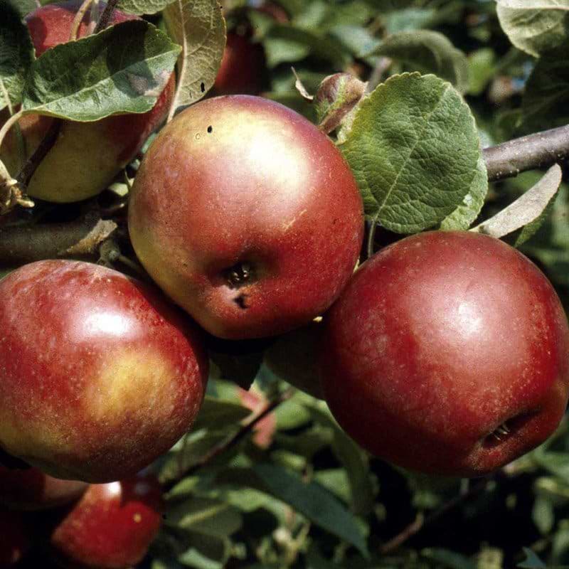 Æbletræ (Malus domestica 'Lobo') Flere varianter