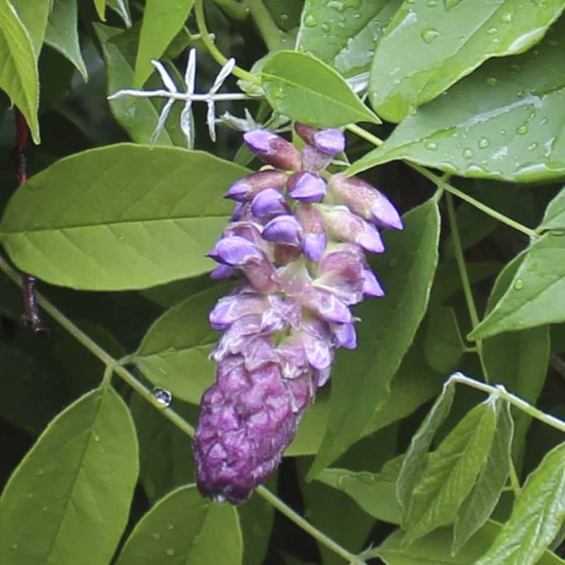 Blåregn Longwood Purple