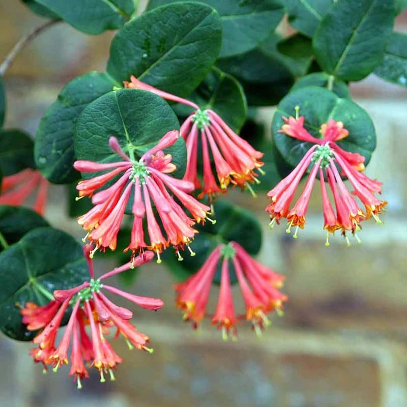 Kaprifolie dropmore scarlet