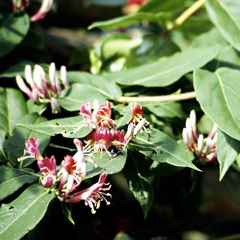 Lonicera henryi