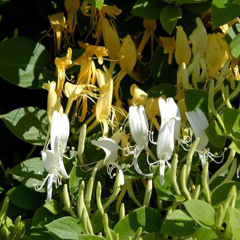 Lonicera japonica hall prolific
