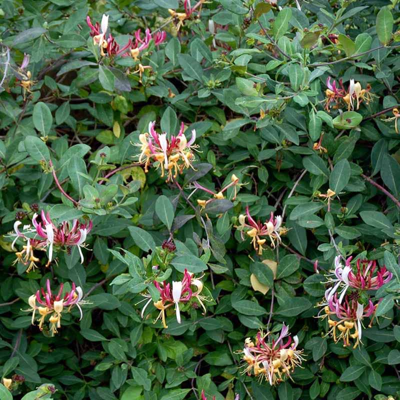 Lonicera periclymenum