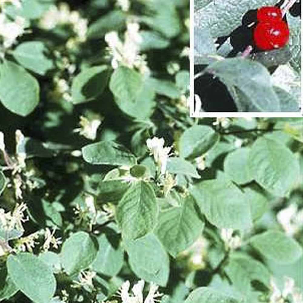 Lonicera xylosteoides