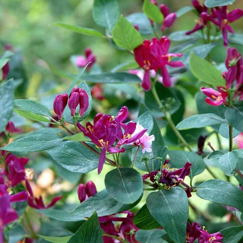 Lonicera tatarica Arnold Red