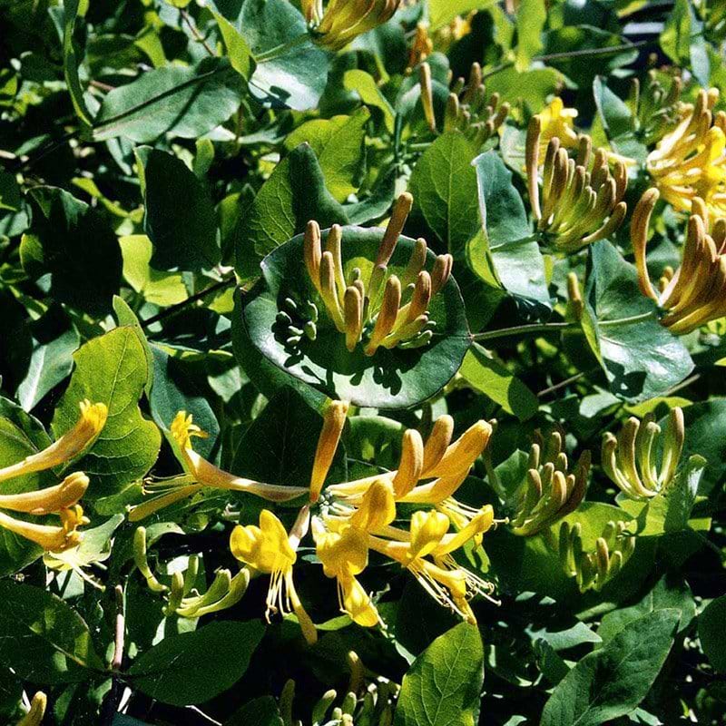 Lonicera caprifolium
