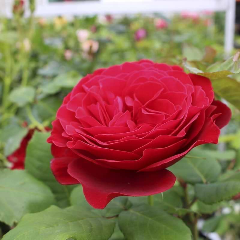 smuk rød rose