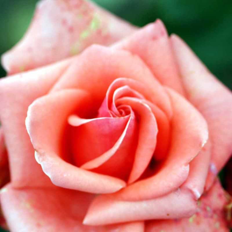 Storblomstrende rose Louisiana