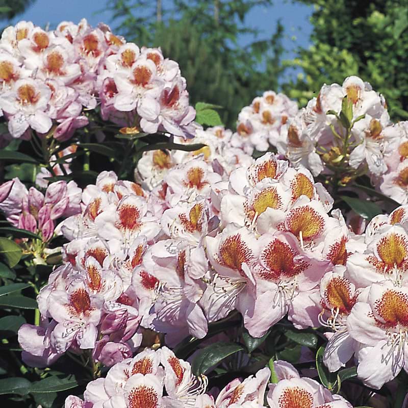 Rhododendron lowinsky