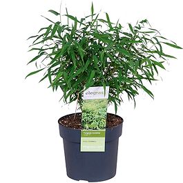 Bambus (Fargesia murieliae 'Luca') 30-60 cm