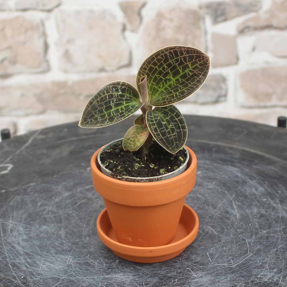 Juvel Orkidé (Ludisia 'Dream Catcher')