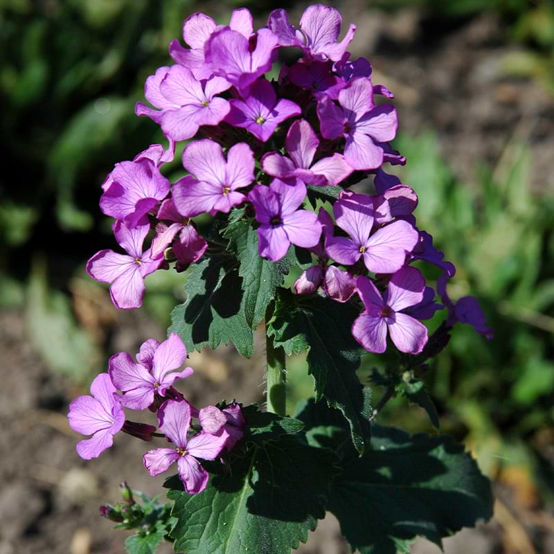 Lunaria annua