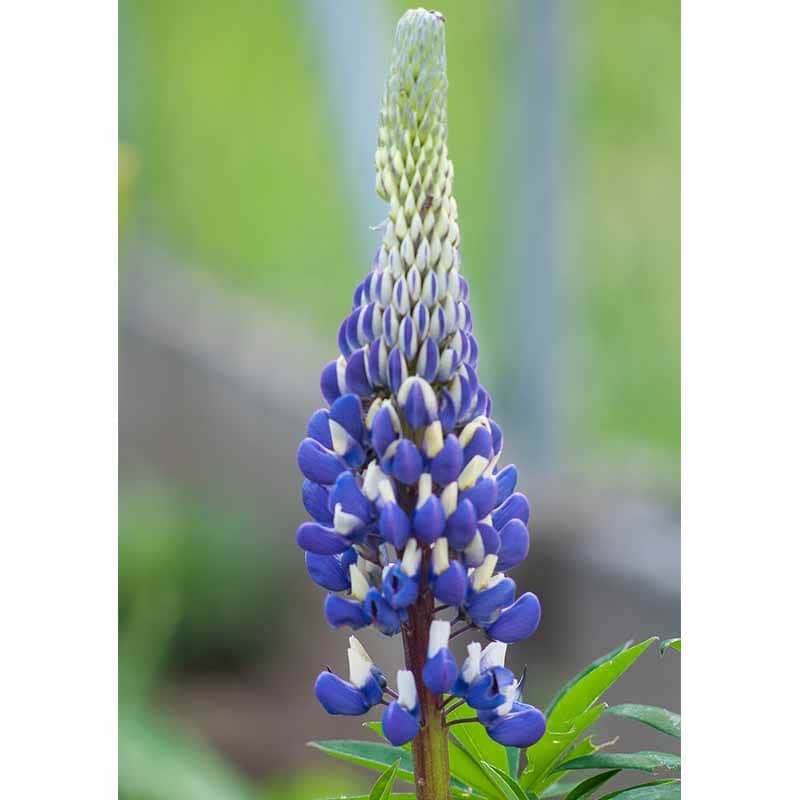 Lupin (Lupinus West Country 'King Canute') Potte 3L