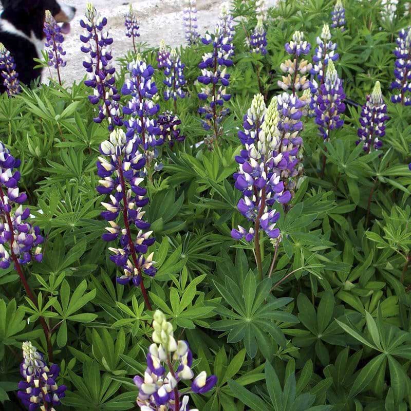 Lilla blå lupin