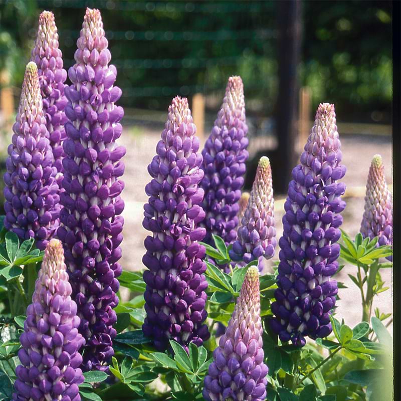 Lupin Persian Slipper